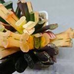 Haworthia Truncata Magnifica Red Variegated [赤 斑] (斑 A) - 2