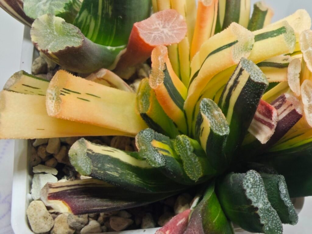 Haworthia Truncata Magnifica Red Variegated [赤 斑] (斑 A) - 2