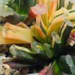 Haworthia Truncata Magnifica Red Variegated [赤 斑] (斑 A) - 2