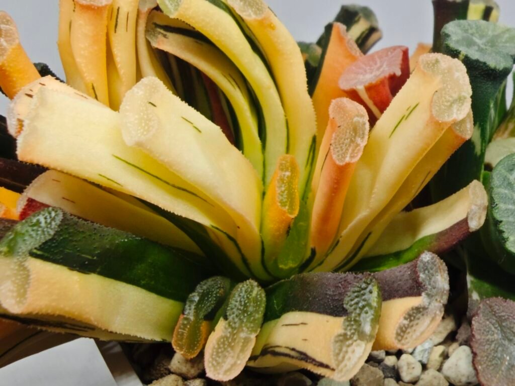 Haworthia Truncata Magnifica Red Variegated [赤 斑] (斑 A) - 3