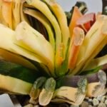 Haworthia Truncata Magnifica Red Variegated [赤 斑] (斑 A) - 3