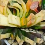 Haworthia Truncata Magnifica Red Variegated [赤 斑] (斑 A) - 4