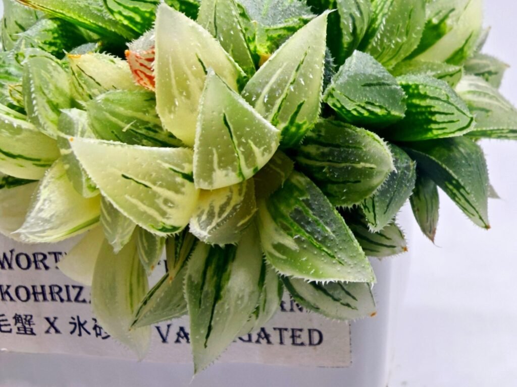 Haworthia cv. “Kegazato” ‘Kegani X Koorizato’ Variegated - 2