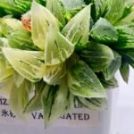 Haworthia cv. “Kegazato” ‘Kegani X Koorizato’ Variegated - 2