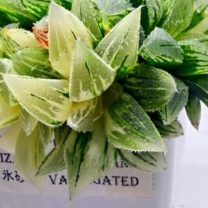 Haworthia cv. “Kegazato” ‘Kegani X Koorizato’ Variegated - 2