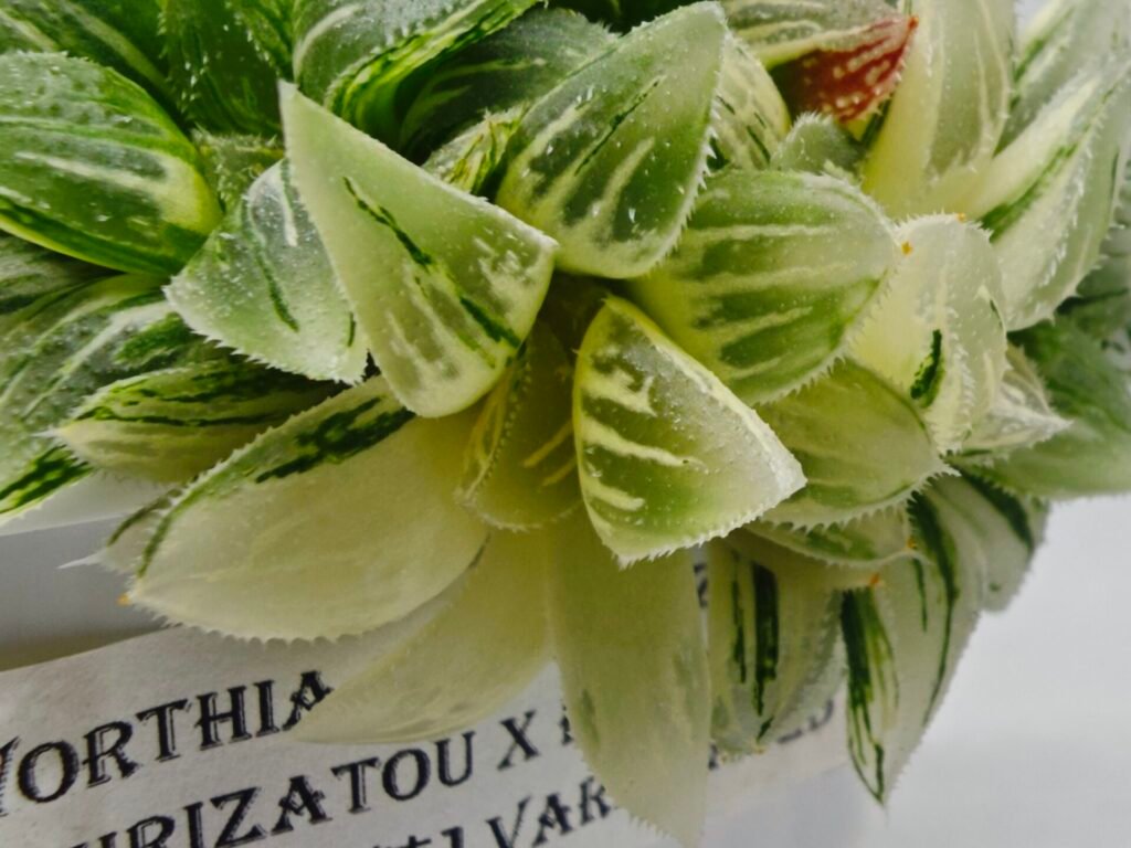 Haworthia cv. “Kegazato” ‘Kegani X Koorizato’ Variegated - 1