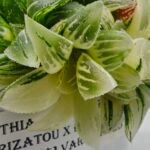 Haworthia cv. “Kegazato” ‘Kegani X Koorizato’ Variegated - 1
