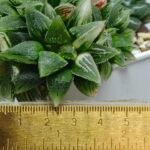 Haworthia cv. “Kegazato” ‘Kegani X Koorizato’ Variegated - 1