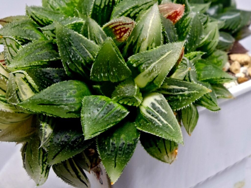 Home 2 Haworthia cv. “Kegazato” ‘Kegani X Koorizato’ Variegated - 2