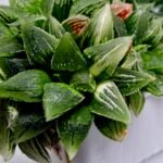 Haworthia cv. “Kegazato” ‘Kegani X Koorizato’ Variegated - 2