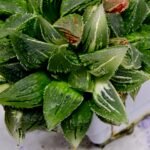 Haworthia cv. “Kegazato” ‘Kegani X Koorizato’ Variegated - 3
