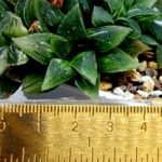 Haworthia cv. “Kegazato” ‘Kegani X Koorizato’ Variegated - 2