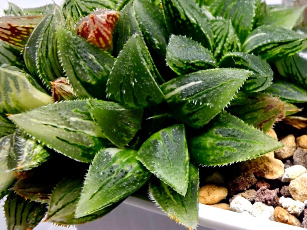 Haworthia cv. “Kegazato” ‘Kegani X Koorizato’ Variegated - 3