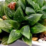 Haworthia cv. “Kegazato” ‘Kegani X Koorizato’ Variegated - 3