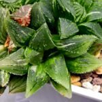 Haworthia cv. “Kegazato” ‘Kegani X Koorizato’ Variegated - 1