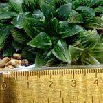 Haworthia cv. “Kegazato” ‘Kegani X Koorizato’ Variegated - 1