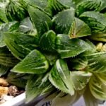 Haworthia cv. “Kegazato” ‘Kegani X Koorizato’ Variegated - 2