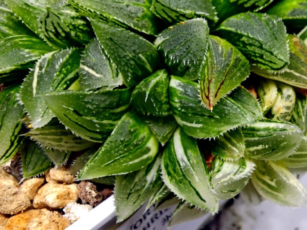 Haworthia cv. “Kegazato” ‘Kegani X Koorizato’ Variegated - 3