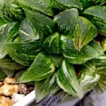 Haworthia cv. “Kegazato” ‘Kegani X Koorizato’ Variegated - 3