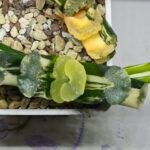 Haworthia Truncata ‘ Onawa’ (Big Rope) (大 縄 [オオナワ]) Variegated - 1
