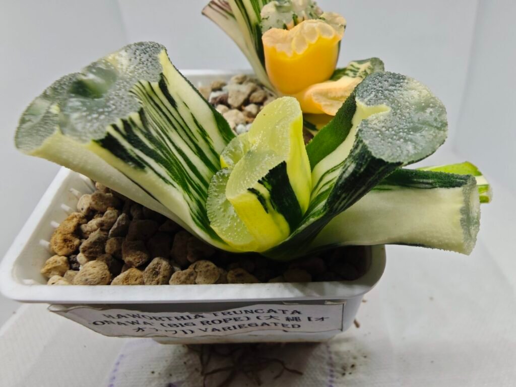 Haworthia Truncata ‘ Onawa’ (Big Rope) (大 縄 [オオナワ]) Variegated - 2