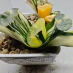 Haworthia Truncata ‘ Onawa’ (Big Rope) (大 縄 [オオナワ]) Variegated - 2