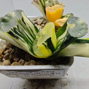 Haworthia Truncata ‘ Onawa’ (Big Rope) (大 縄 [オオナワ]) Variegated - 2