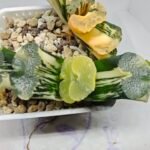 Haworthia Truncata ‘ Onawa’ (Big Rope) (大 縄 [オオナワ]) Variegated - 3