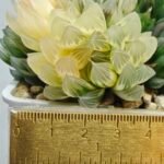Haworthia Obtusa ‘Yamada Black’ Slightly Variegated [霓虹灯锦玉露] - 1
