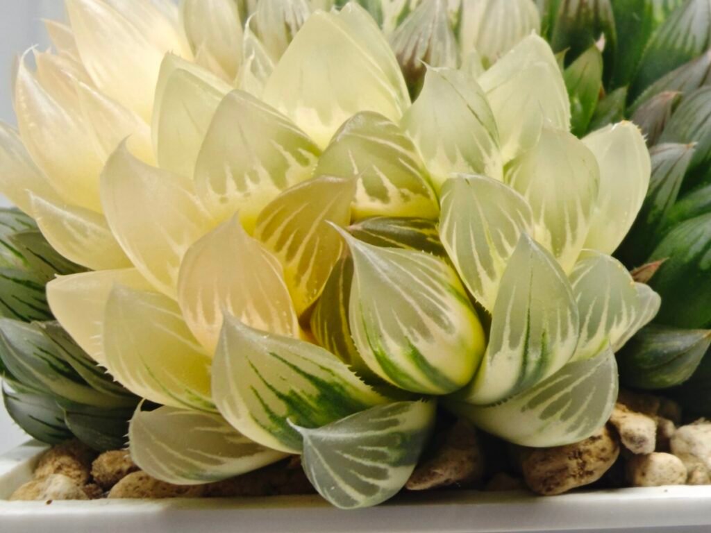 Haworthia Obtusa ‘Yamada Black’ Slightly Variegated [霓虹灯锦玉露] - 2