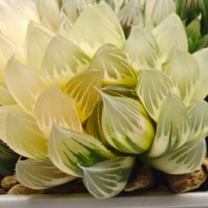 Haworthia Obtusa ‘Yamada Black’ Slightly Variegated [霓虹灯锦玉露] - 2