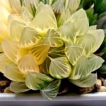 Haworthia Obtusa ‘Yamada Black’ Slightly Variegated [霓虹灯锦玉露] - 3