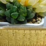 Haworthia Obtusa ‘Yamada Black’ Reverse Variegated [霓虹灯锦玉露] - 2