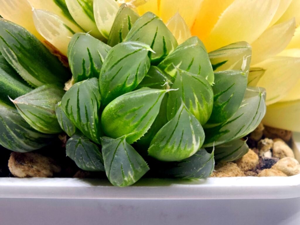 Haworthia Obtusa ‘Yamada Black’ Reverse Variegated [霓虹灯锦玉露] - 3