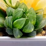 Haworthia Obtusa ‘Yamada Black’ Reverse Variegated [霓虹灯锦玉露] - 3