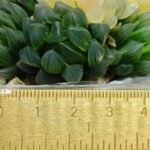 Haworthia Obtusa ‘Yamada Black’ Variegated [霓虹灯锦玉露] - 1