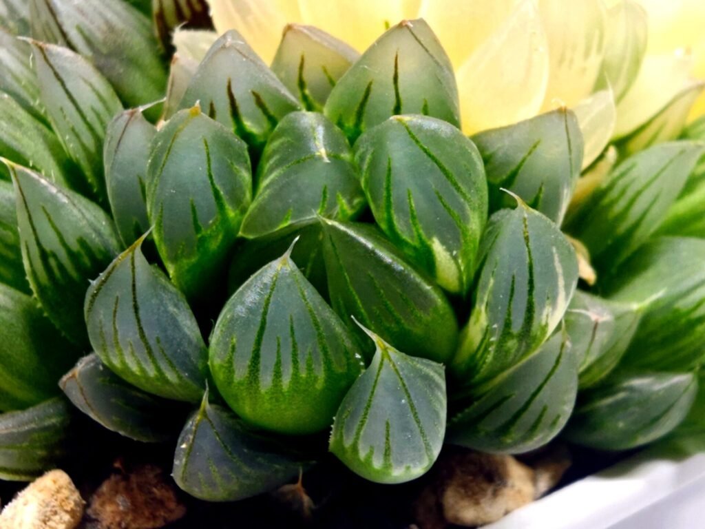 Haworthia Obtusa ‘Yamada Black’ Variegated [霓虹灯锦玉露] - 2