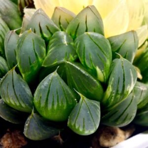Haworthia Obtusa ‘Yamada Black’ Variegated [霓虹灯锦玉露] - 2