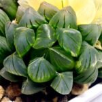 Haworthia Obtusa ‘Yamada Black’ Variegated [霓虹灯锦玉露] - 3