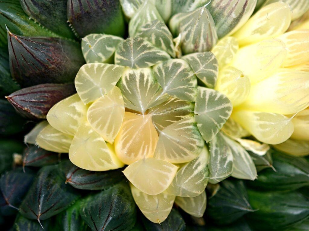Haworthia Obtusa ‘Yamada Black’ Reverse Variegated [霓虹灯锦玉露] - 2