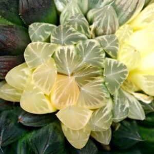 Haworthia Obtusa ‘Yamada Black’ Reverse Variegated [霓虹灯锦玉露] - 2
