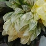 Haworthia Obtusa ‘Yamada Black’ Reverse Variegated [霓虹灯锦玉露] - 3