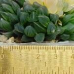Haworthia Obtusa ‘Yamada Black’ Slightly Variegated [霓虹灯锦玉露] - 3