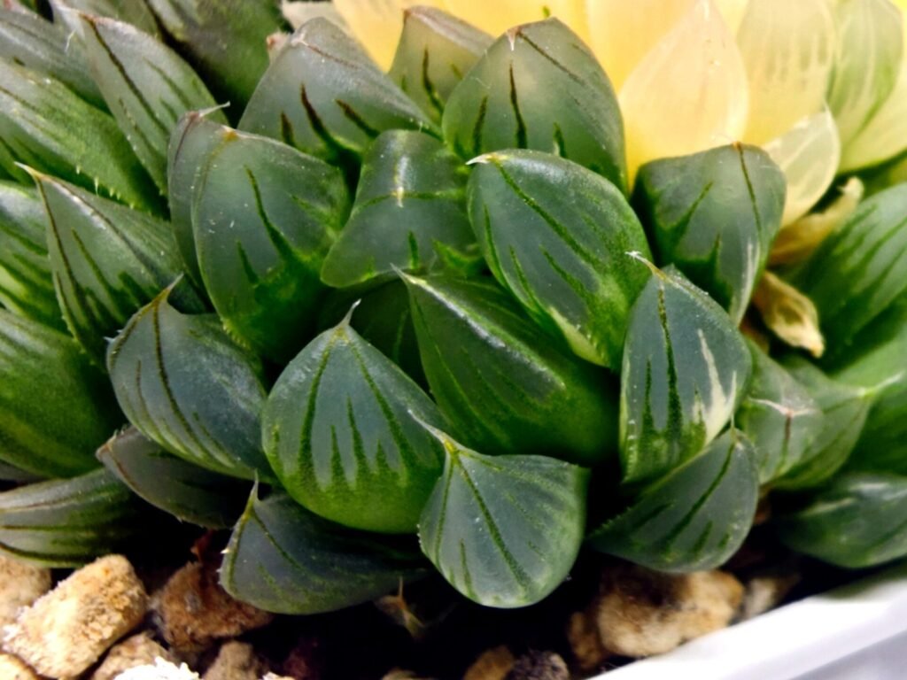 Haworthia Obtusa ‘Yamada Black’ Slightly Variegated [霓虹灯锦玉露] - 1