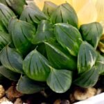 Haworthia Obtusa ‘Yamada Black’ Slightly Variegated [霓虹灯锦玉露] - 1