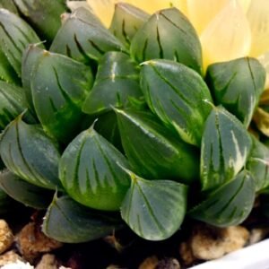 Haworthia Obtusa ‘Yamada Black’ Slightly Variegated [霓虹灯锦玉露] - 1
