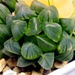 Haworthia Obtusa ‘Yamada Black’ Slightly Variegated [霓虹灯锦玉露] - 2