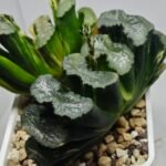 Haworthia truncata ‘Hiroshige’ [광중 옥선(廣重)] Variegated - 1
