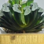 Haworthia truncata ‘Hiroshige’ [광중 옥선(廣重)] Variegated - 2