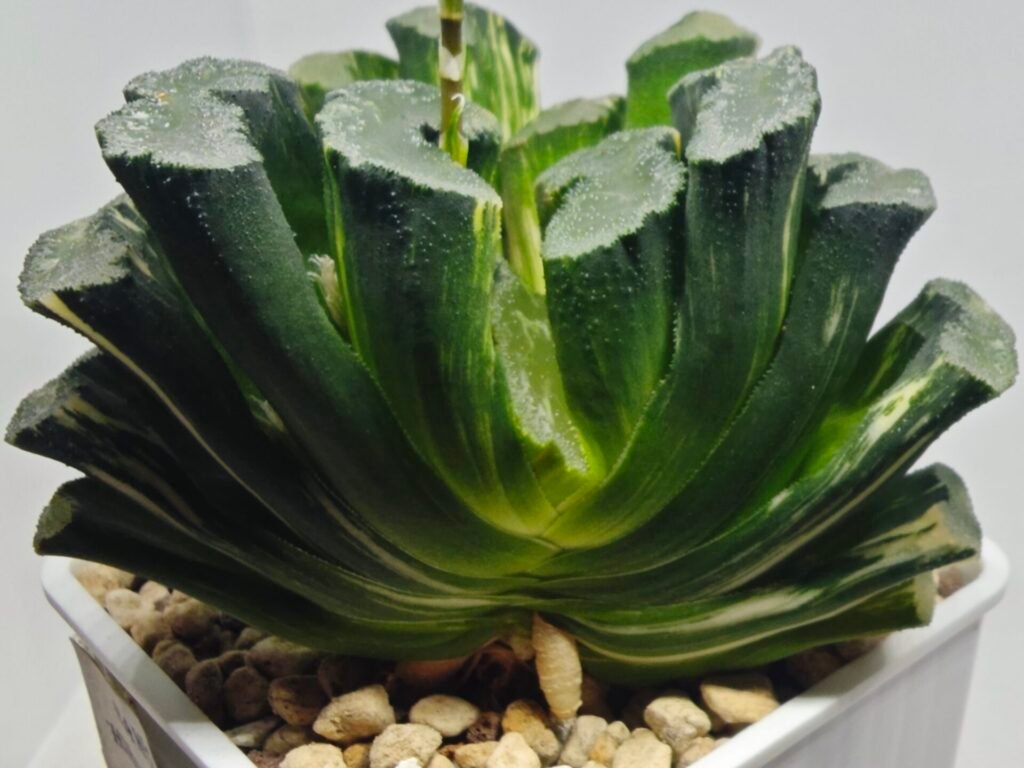 Haworthia truncata ‘Hiroshige’ [광중 옥선(廣重)] Variegated - 3